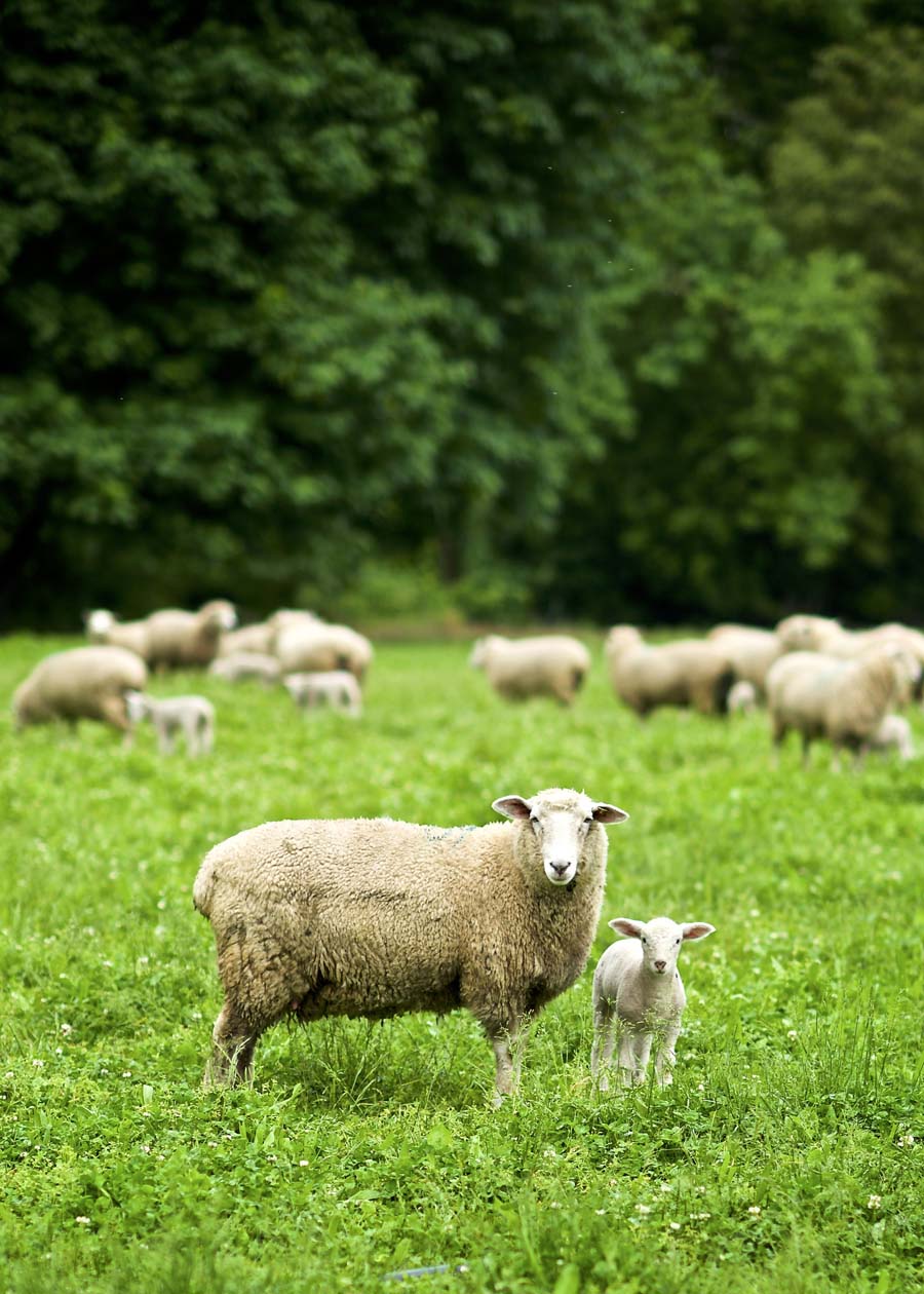 Cattail Creek Lamb