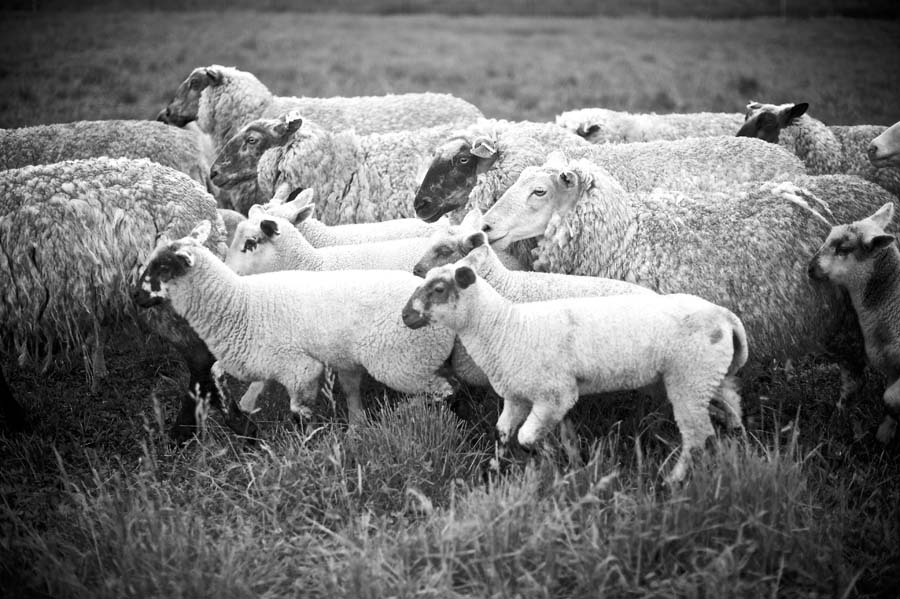 Cattail Creek Lamb