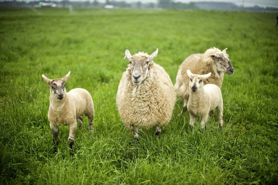 Cattail Creek Lamb