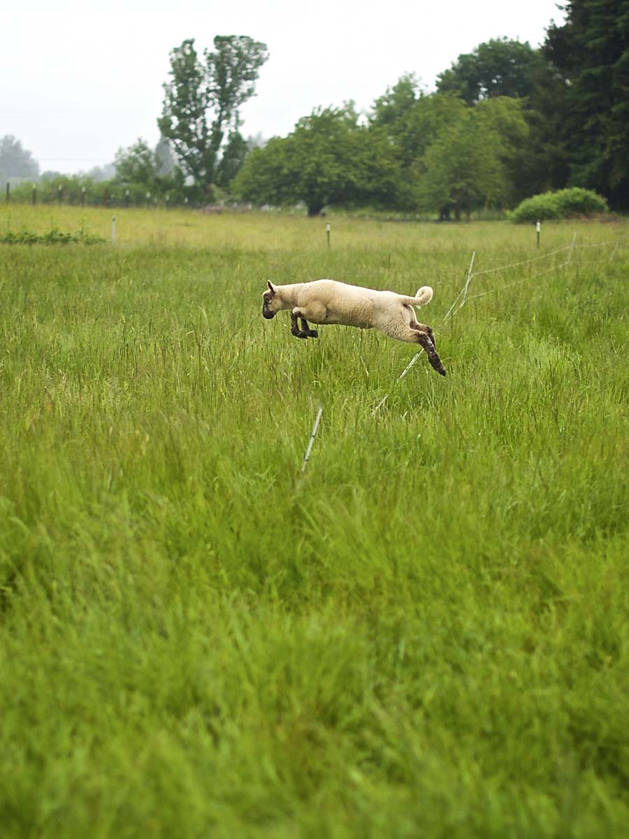 Cattail Creek Lamb